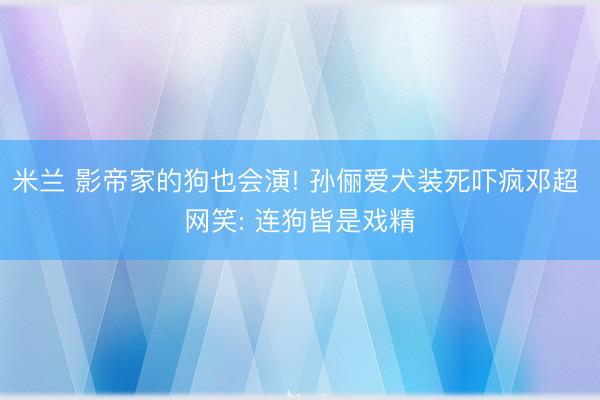 米兰 影帝家的狗也会演! 孙俪爱犬装死吓疯邓超 网笑: 连狗皆是戏精